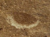 Flueviinge
